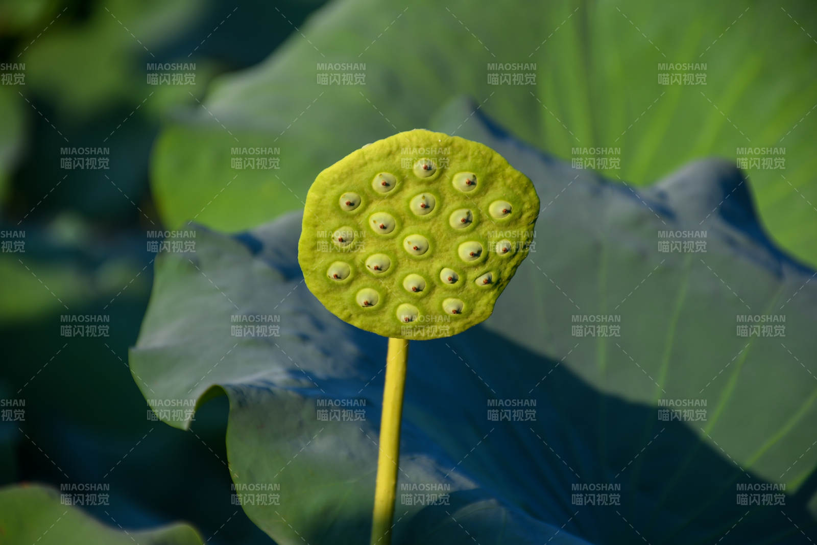 莲蓬与荷叶的静谧之美图片