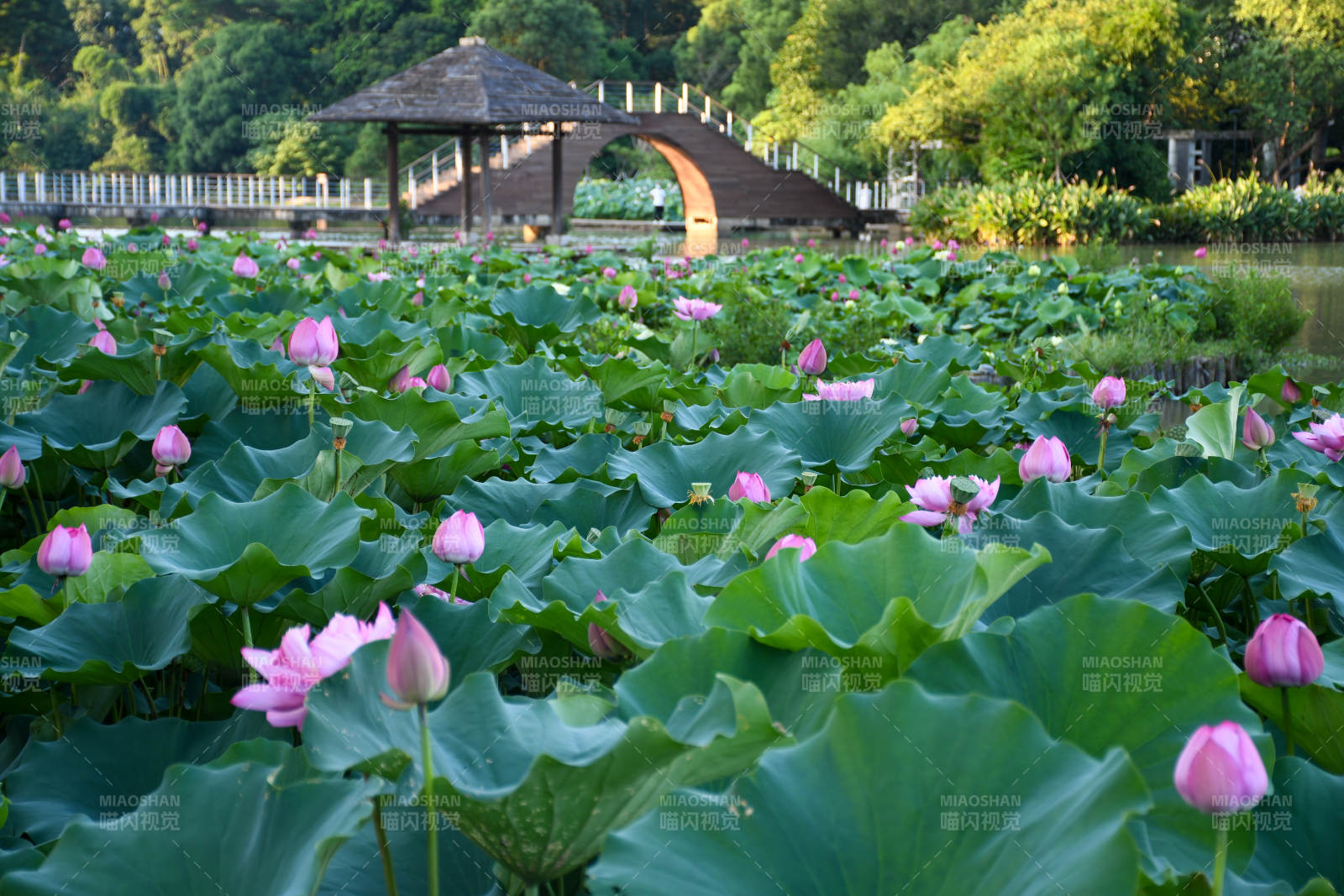 荷塘月色 静谧之美图片