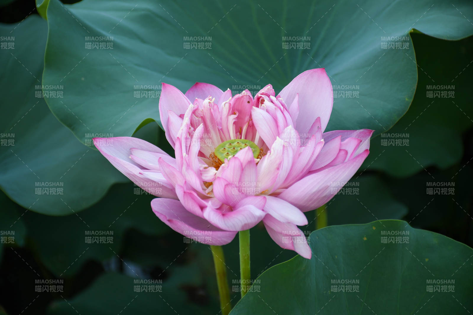 粉色莲花绽放于绿叶间图片