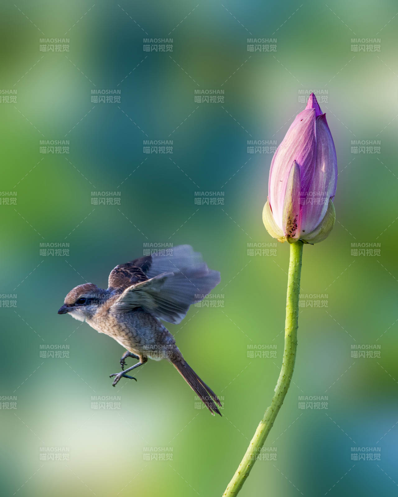 飞鸟与莲花的邂逅图片