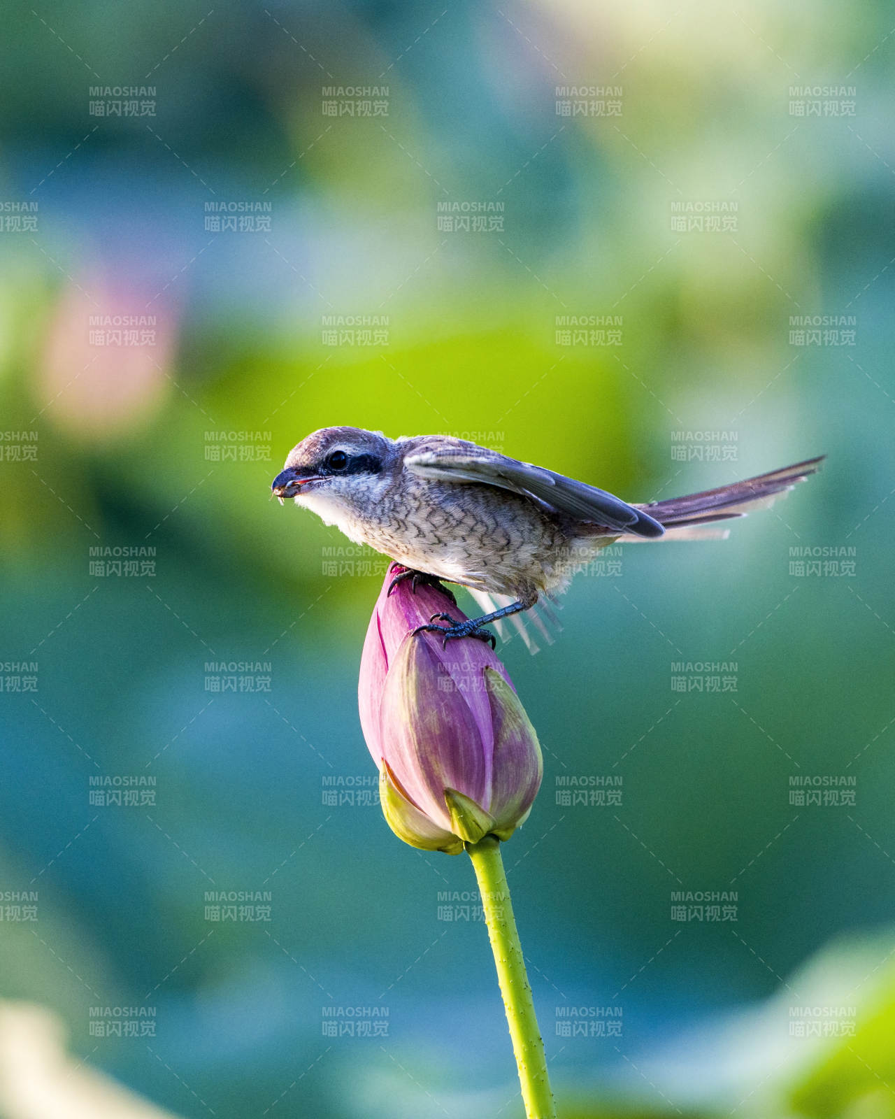 小鸟栖息莲花蕾上图片