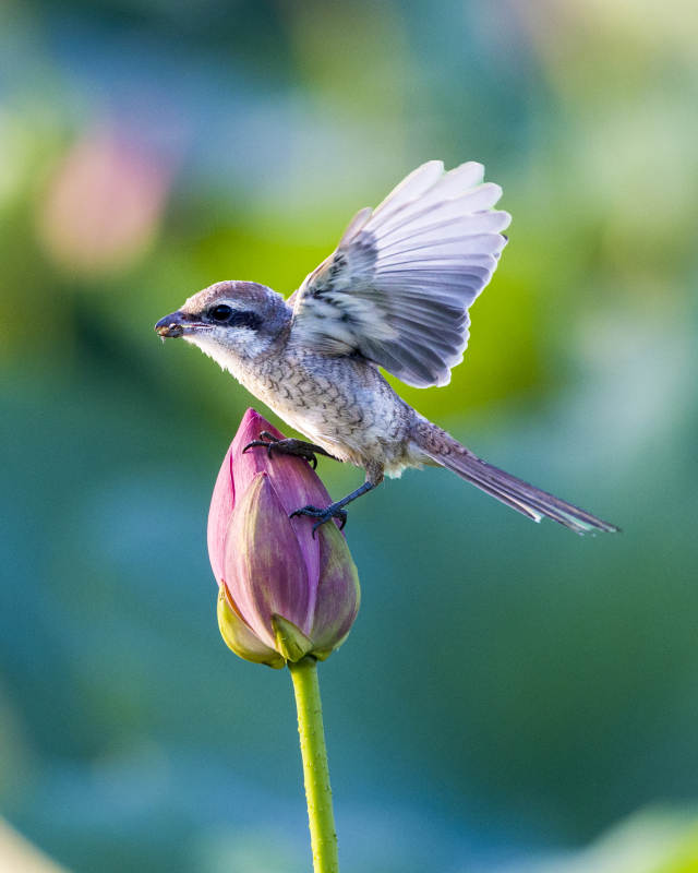 小鸟栖息莲花蕾上图片