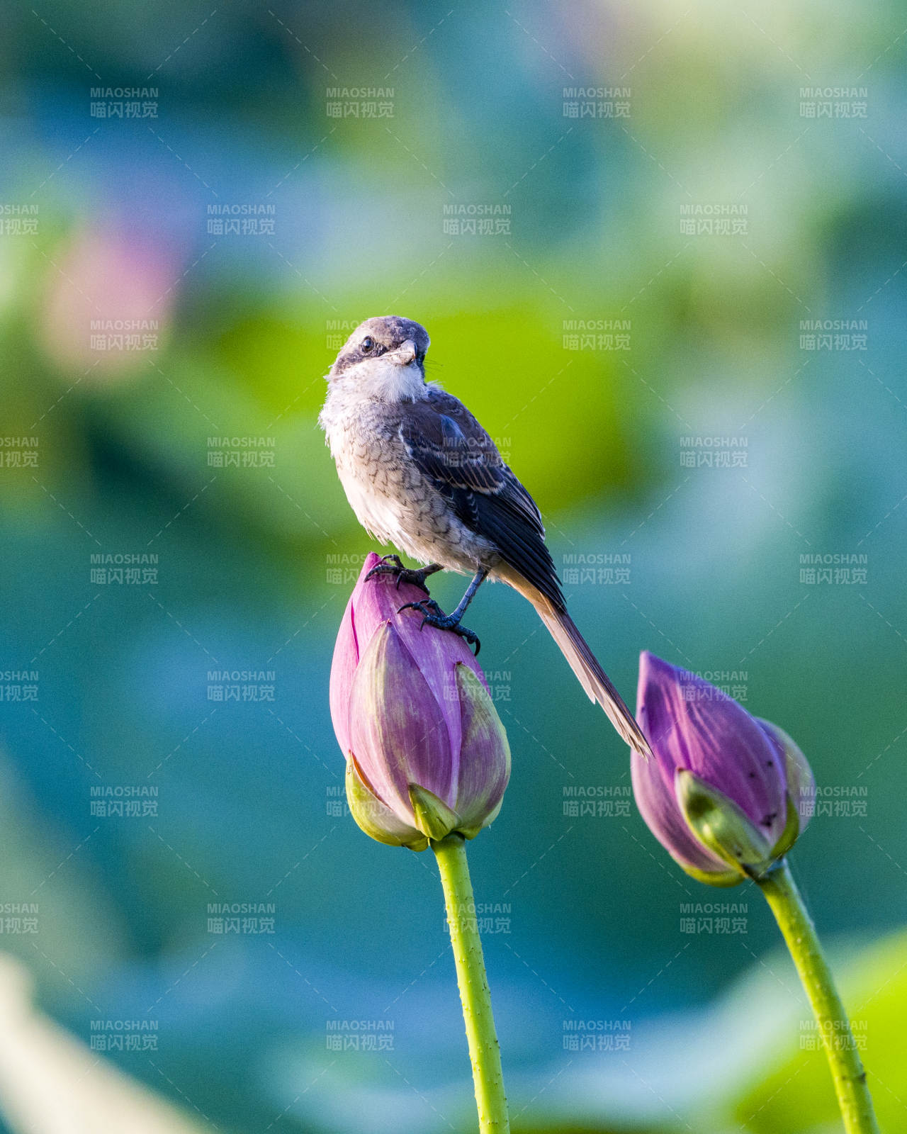 小鸟栖息莲花上图片