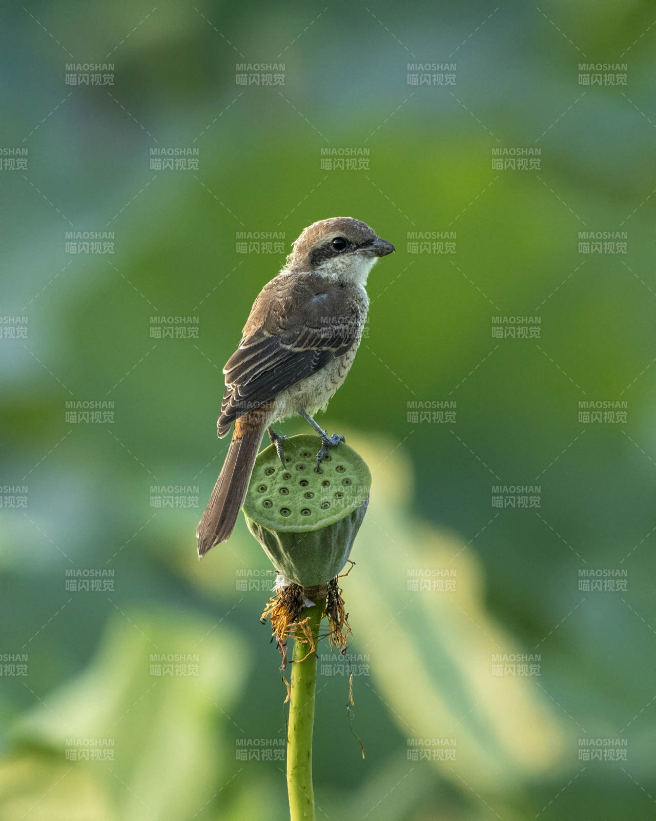 小鸟栖息莲蓬上图片