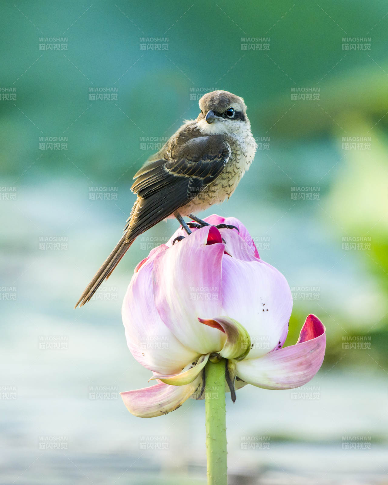 鸟栖莲花 静谧自然图片