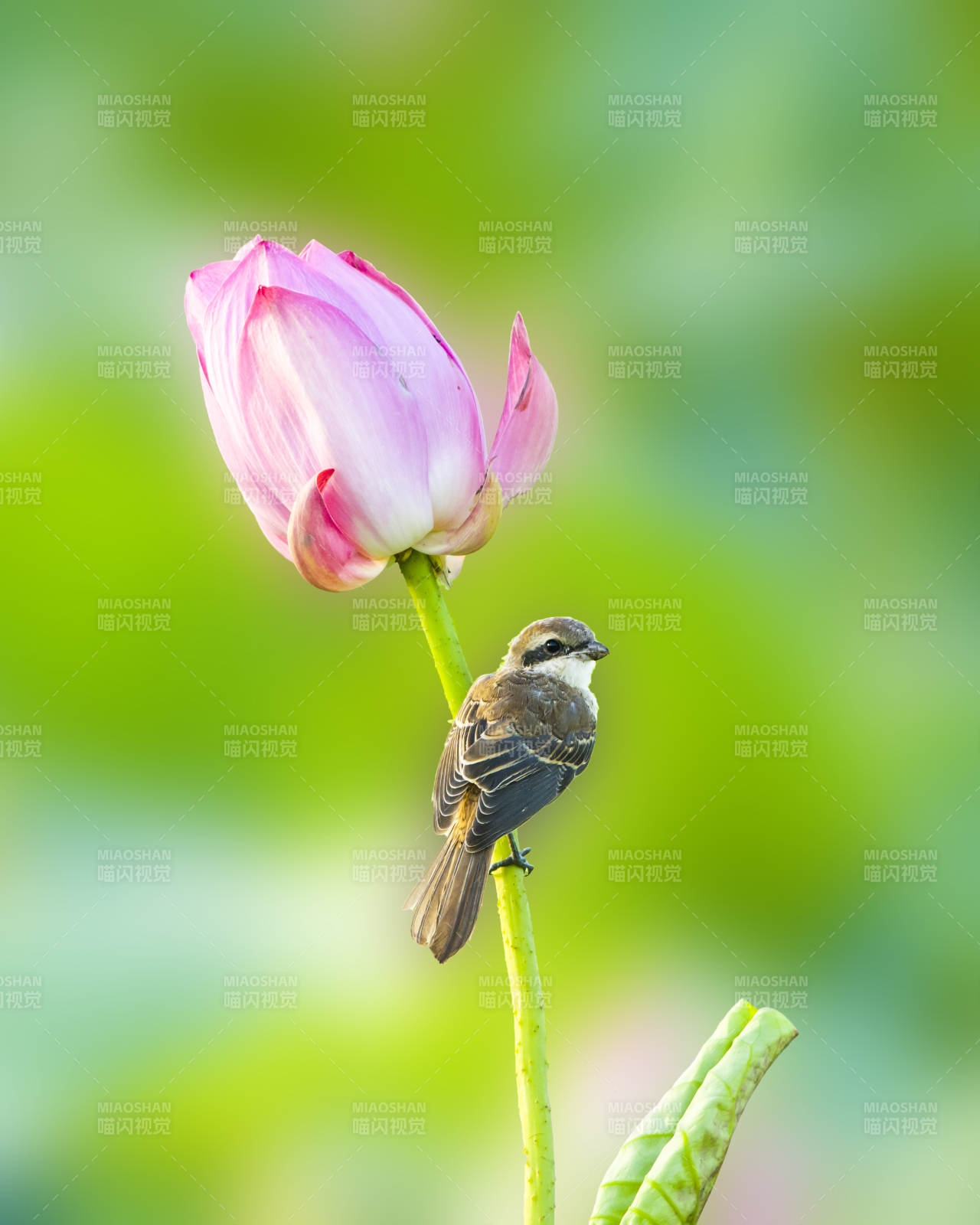 小鸟栖息莲花旁图片