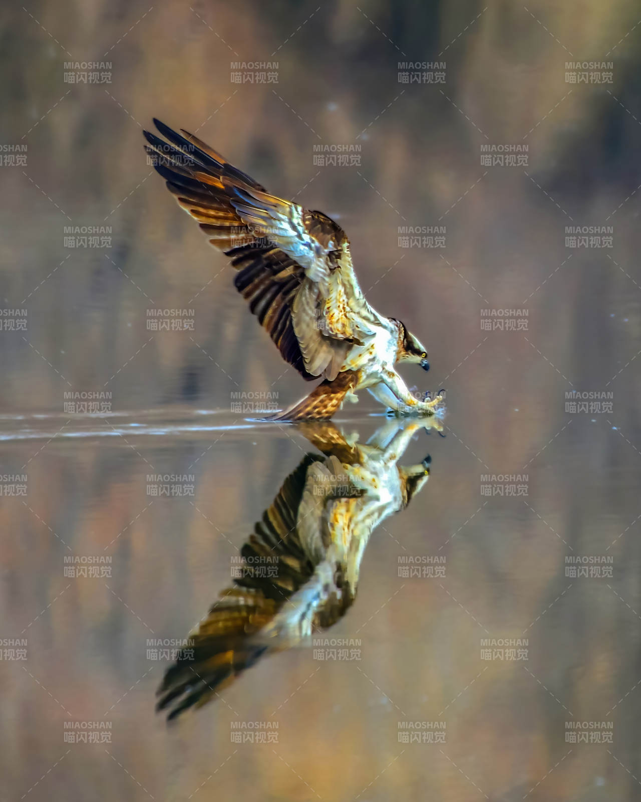 鹰掠水面 倒影如梦图片