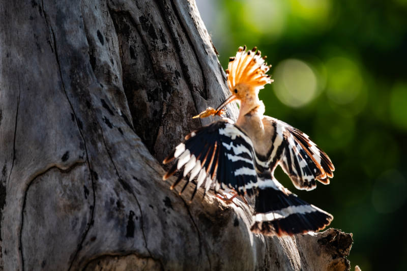  戴胜鸟展翅飞离树干图片