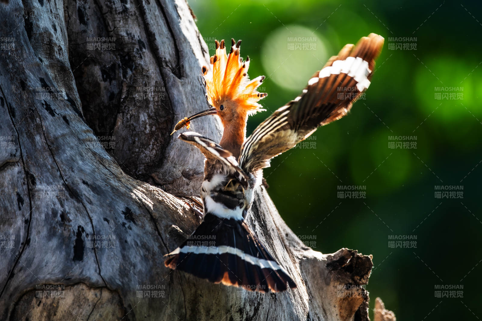 鸟儿展翅 树干旁飞翔图片