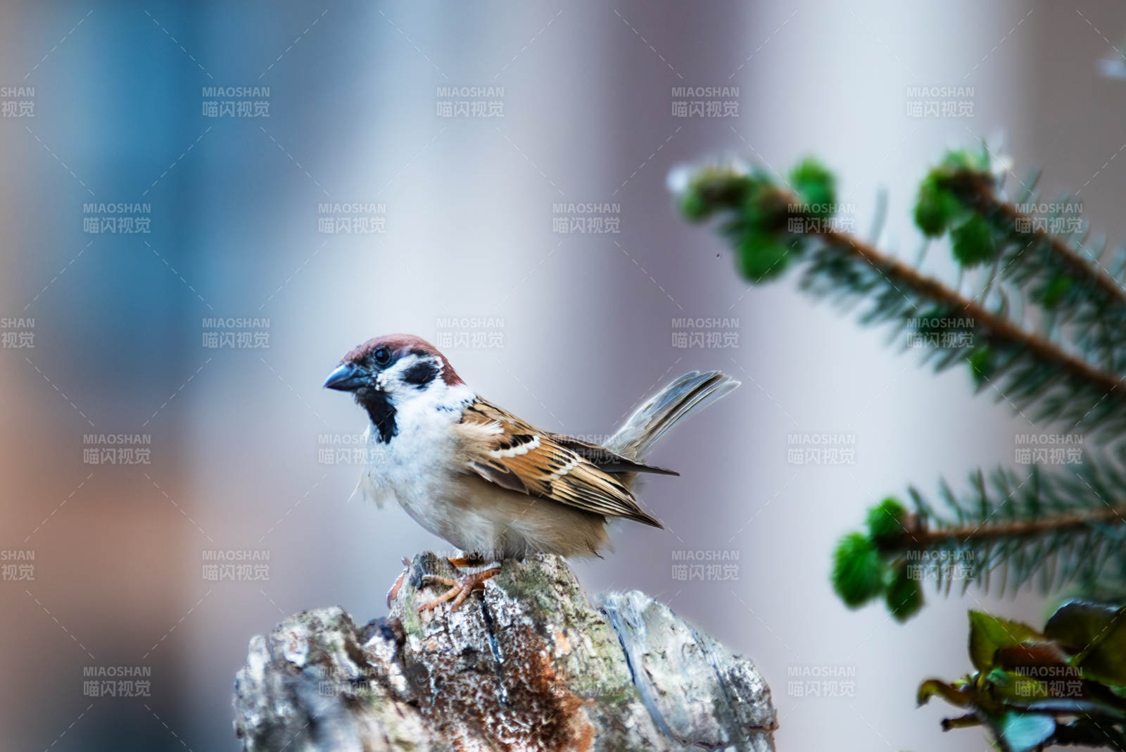 小鸟栖息枝头静谧景图片
