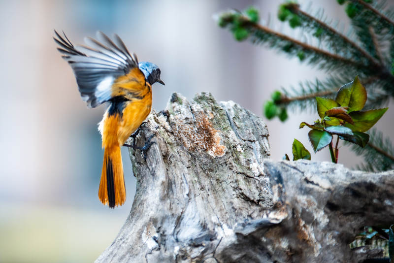 飞翔的鸟儿与枯木图片