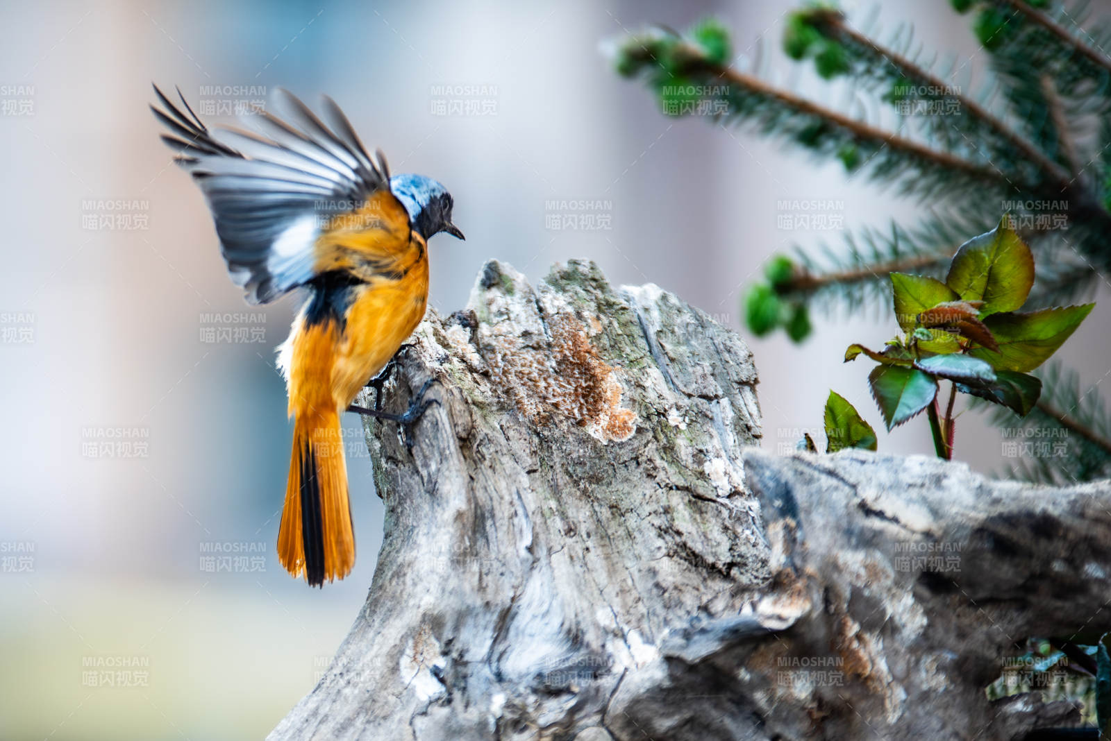 飞翔的鸟儿与枯木图片