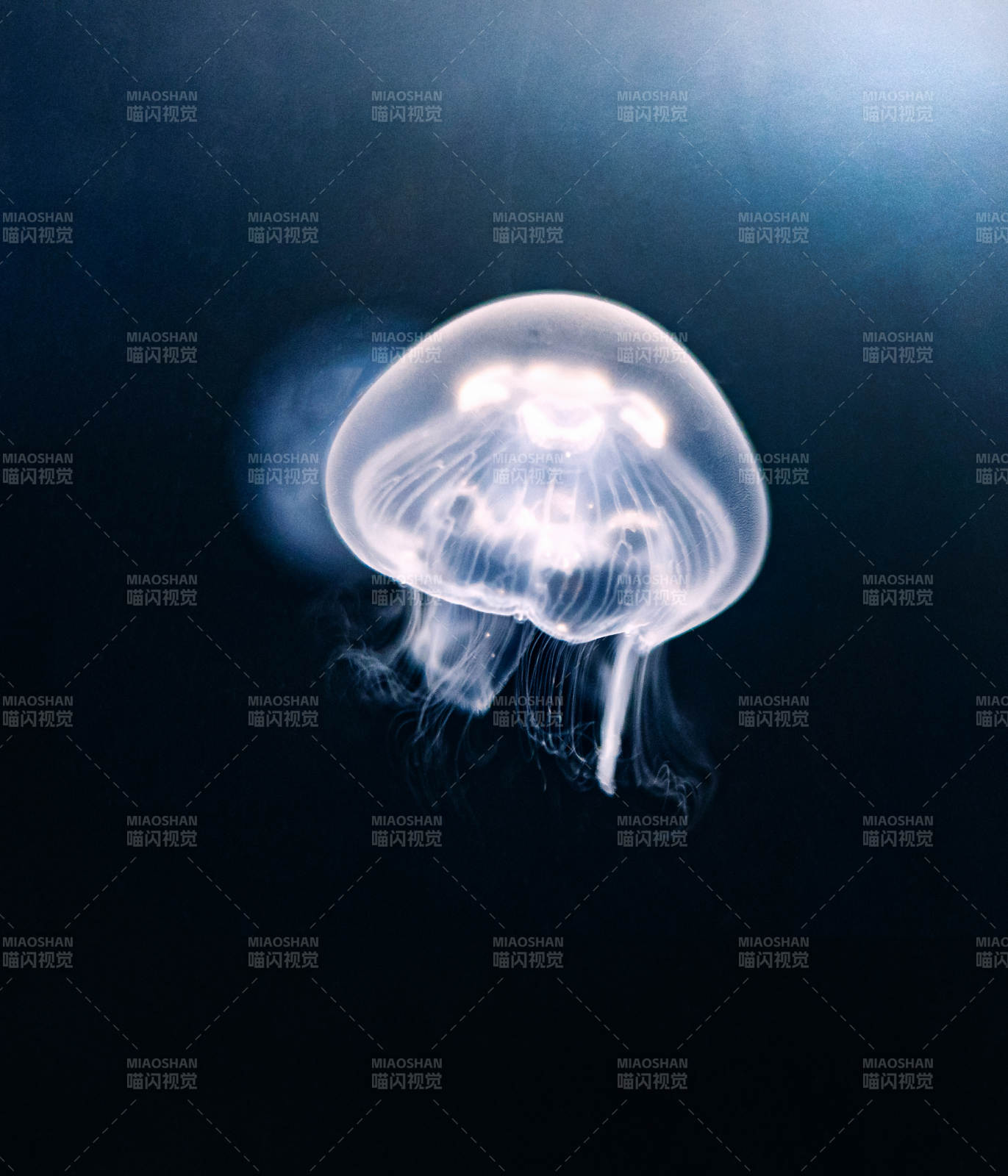 深海中的幽灵水母图片