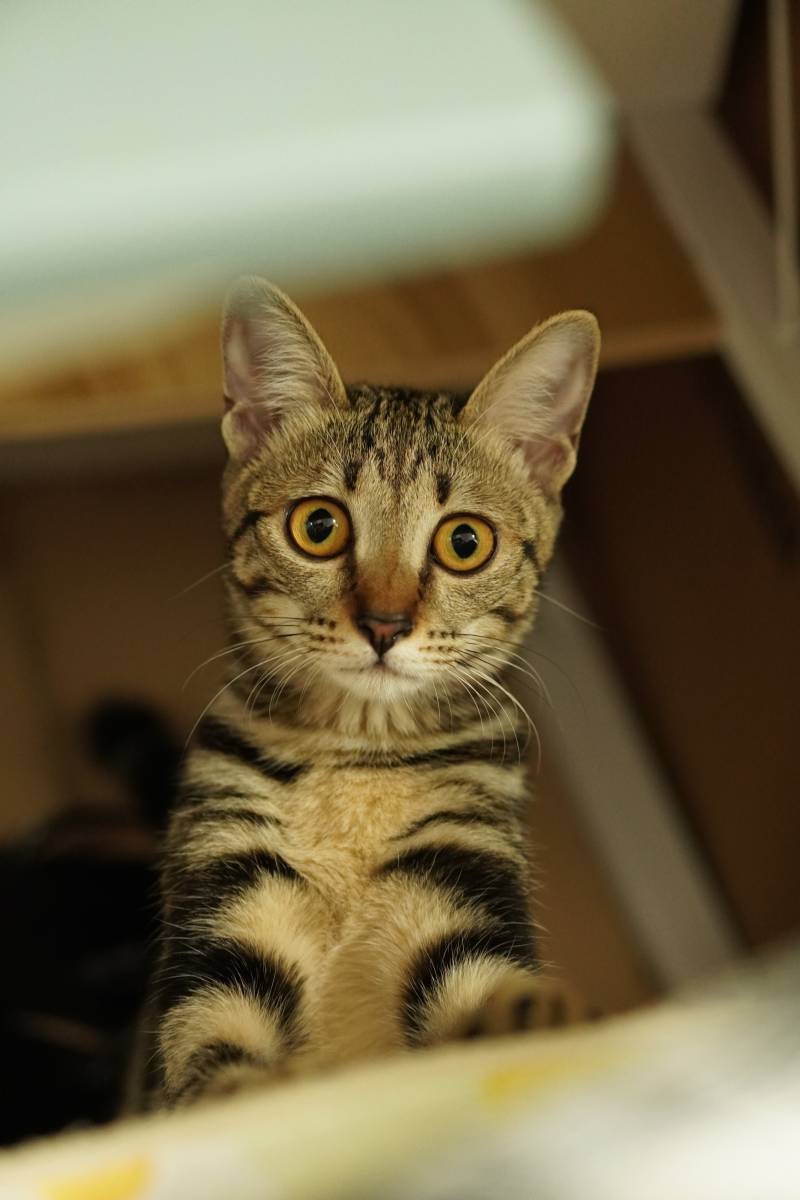 猫咪好奇地望向镜头图片