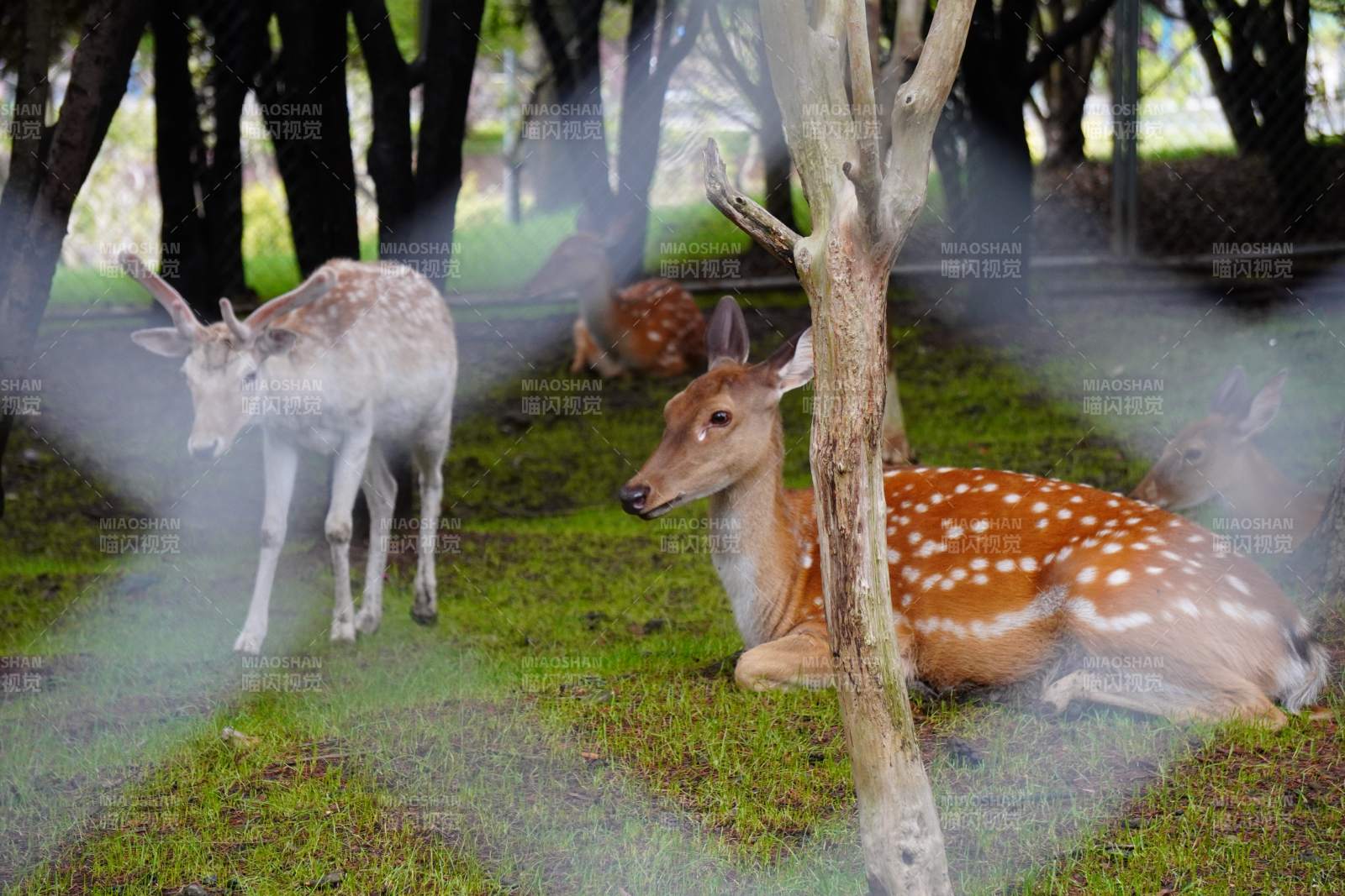 雾中鹿影 静谧森林图片