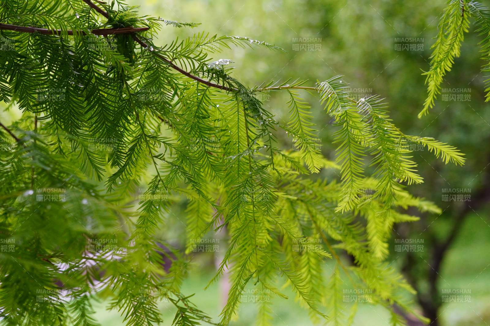 翠绿枝叶 生机盎然图片