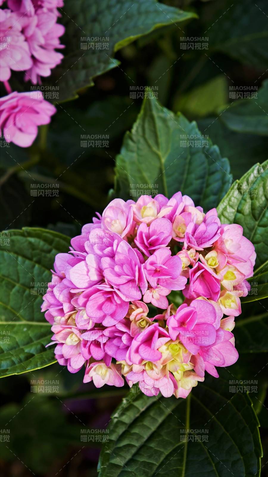 粉色绣球花绽放美丽瞬间图片