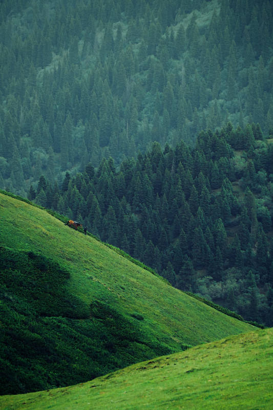 青山绿谷 马影悠然图片