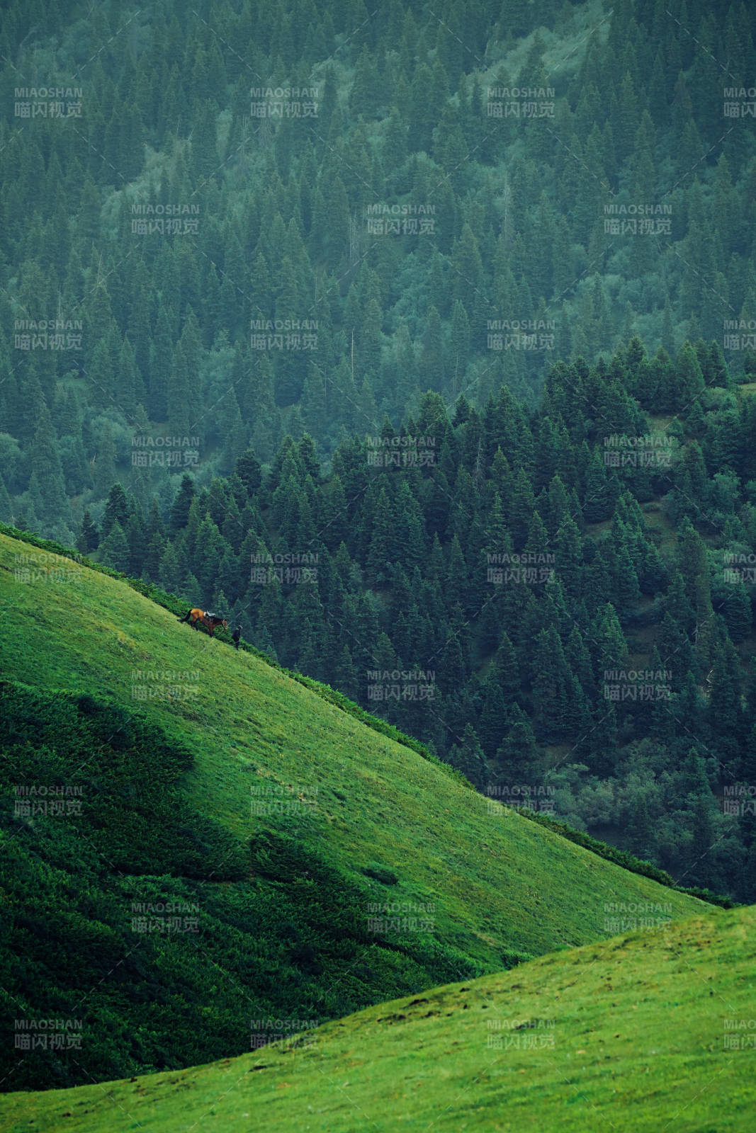青山绿谷 马影悠然图片