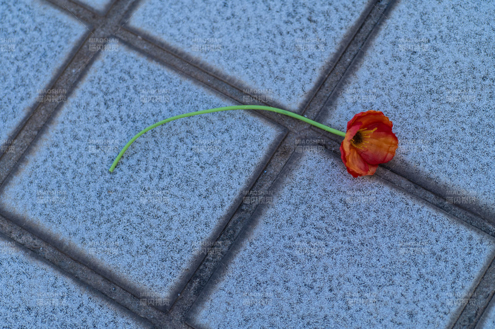 落花孤影映石缝图片