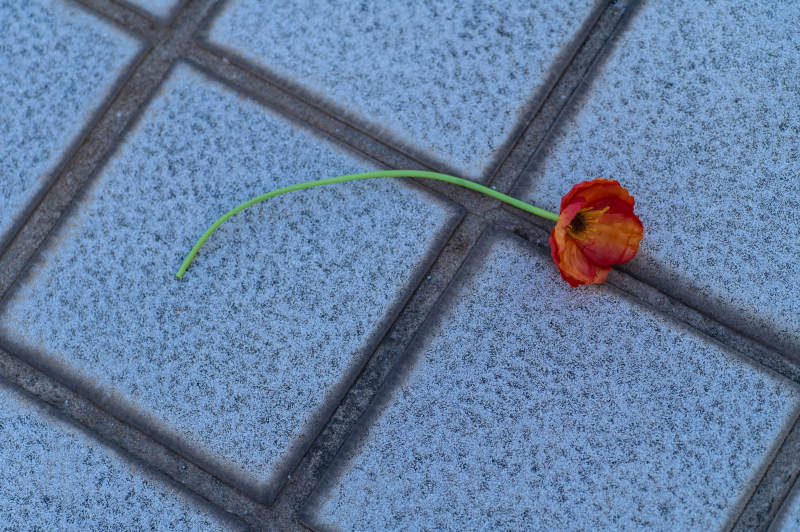 落花孤影映石缝图片