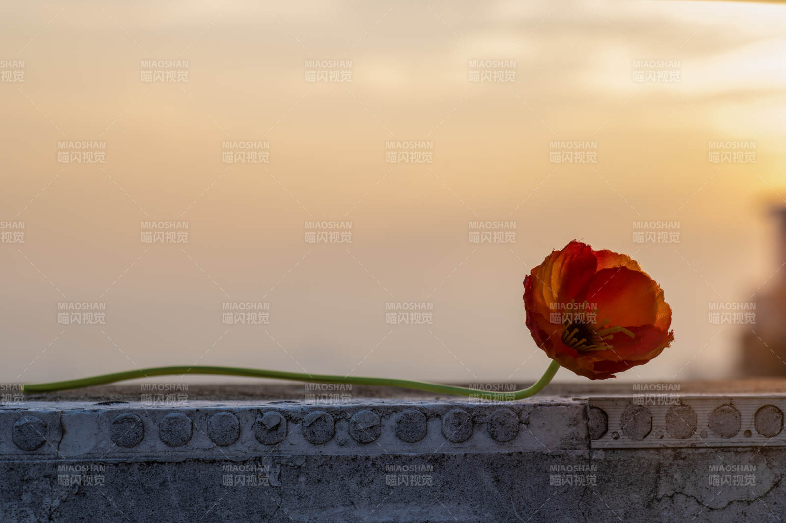 夕阳下的孤独花朵图片