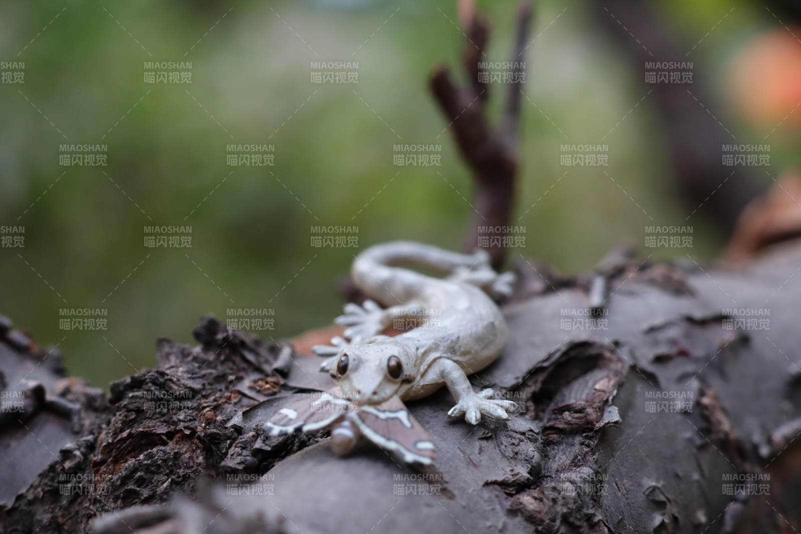 树上的小蜥蜴图片