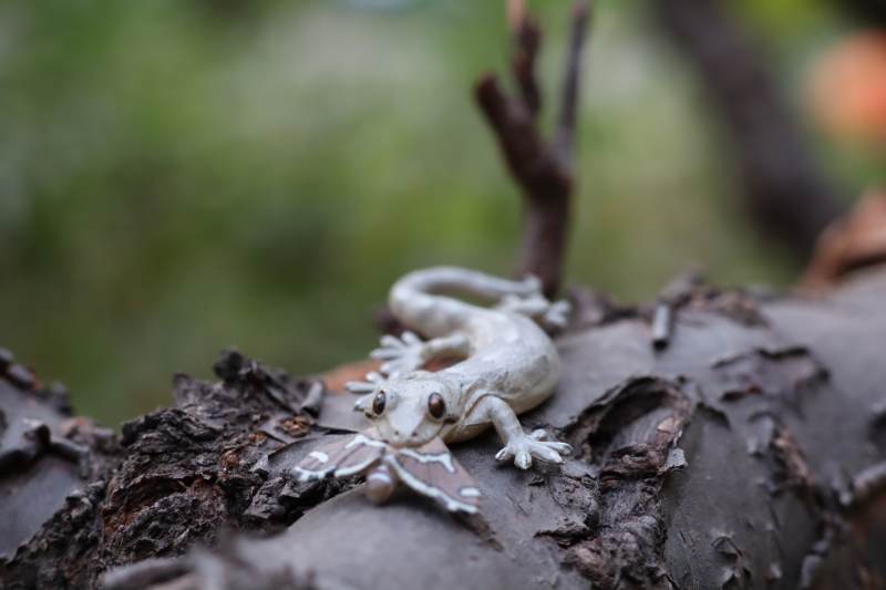 树上的小蜥蜴图片