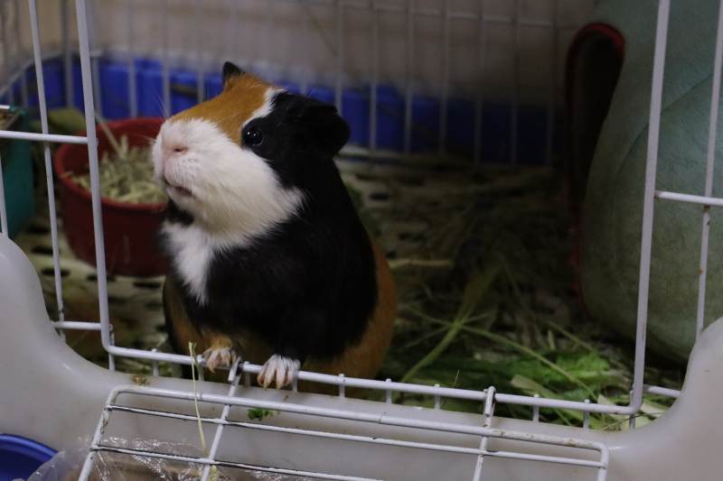 笼中的小豚鼠图片