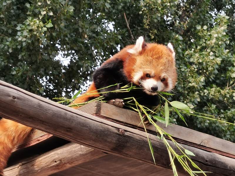 红熊猫在木架上吃竹叶图片