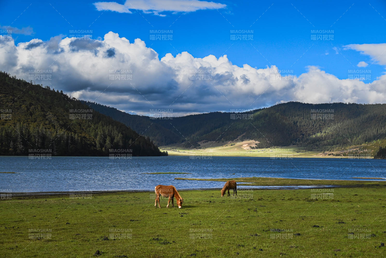 湖畔牧马 青山白云--香格里拉普达措图片