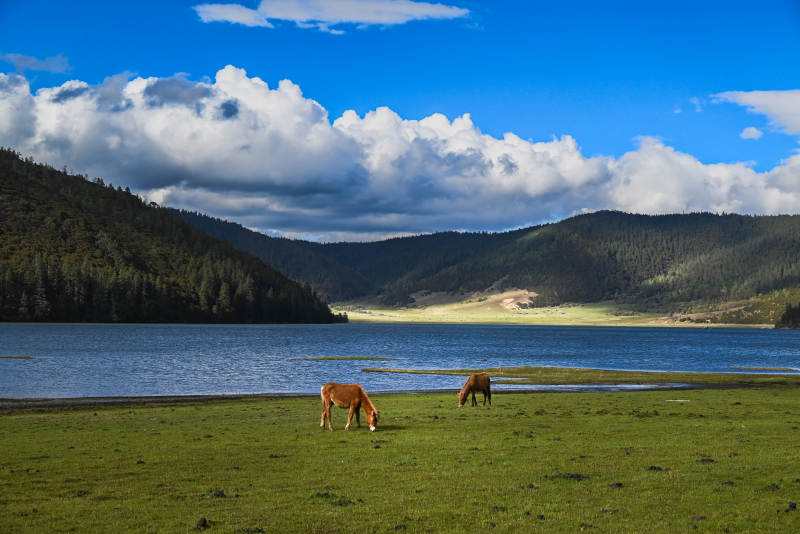 湖畔牧马 青山白云--香格里拉普达措图片