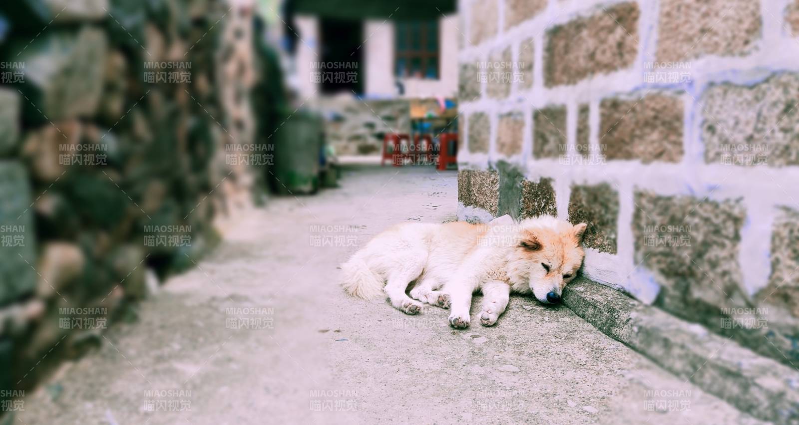 巷中石墙旁的睡狗图片