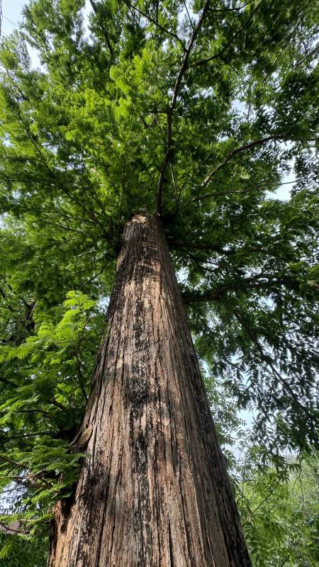 高耸入云的参天大树图片
