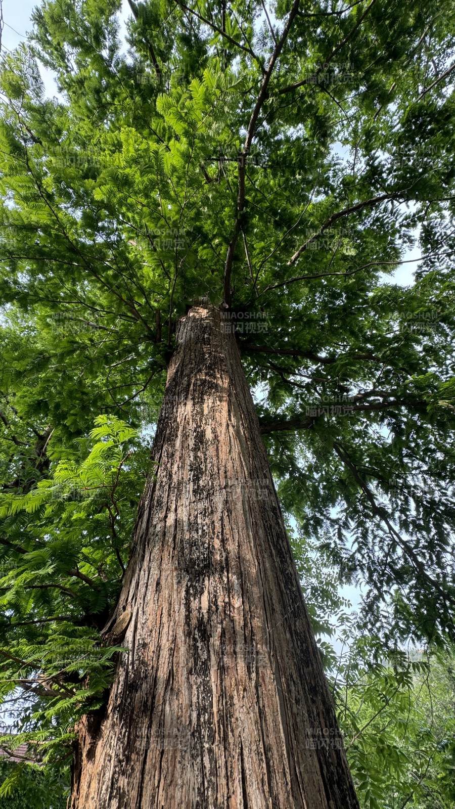 高耸入云的参天大树图片
