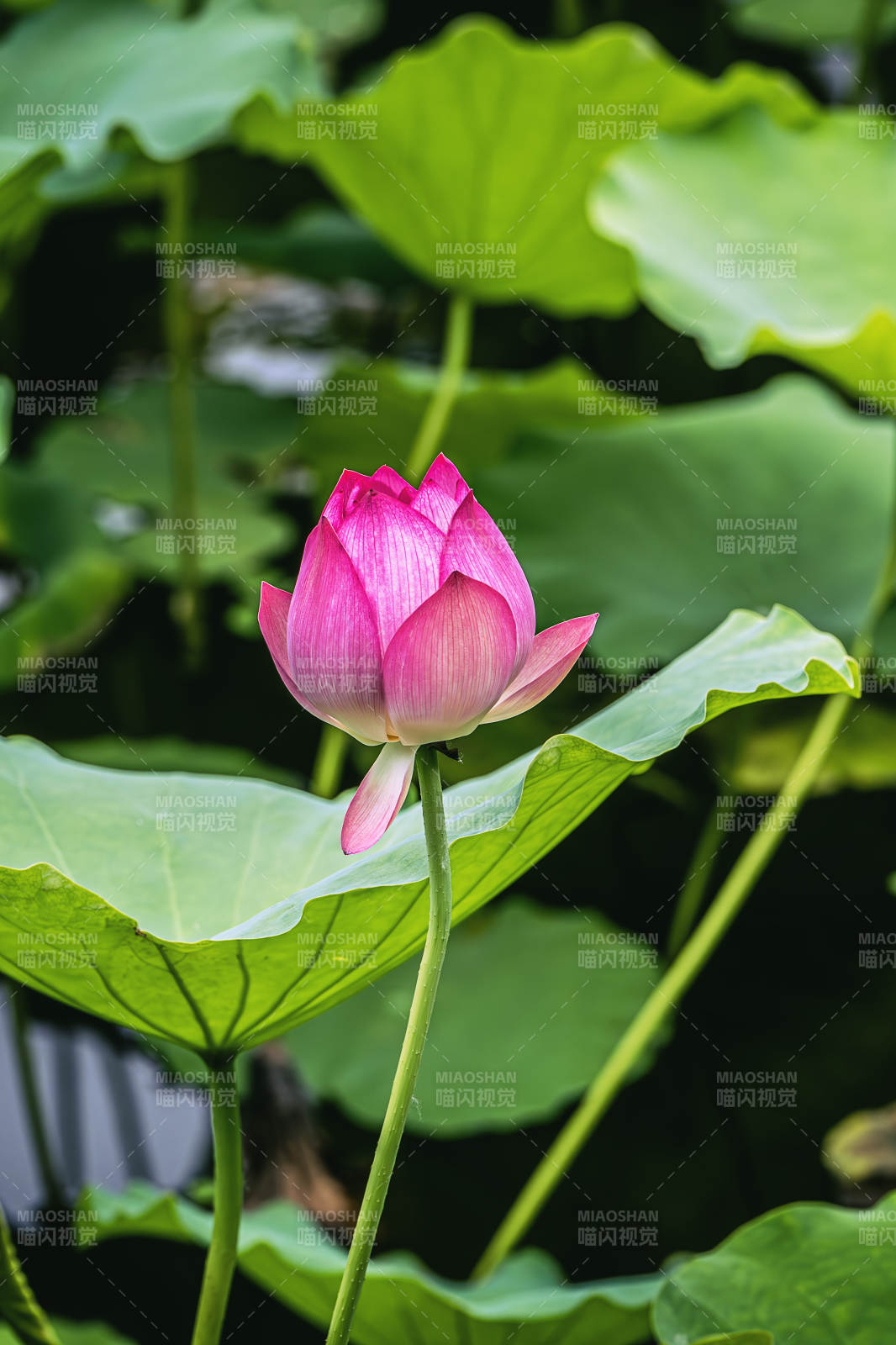 粉嫩莲花静谧绽放图片