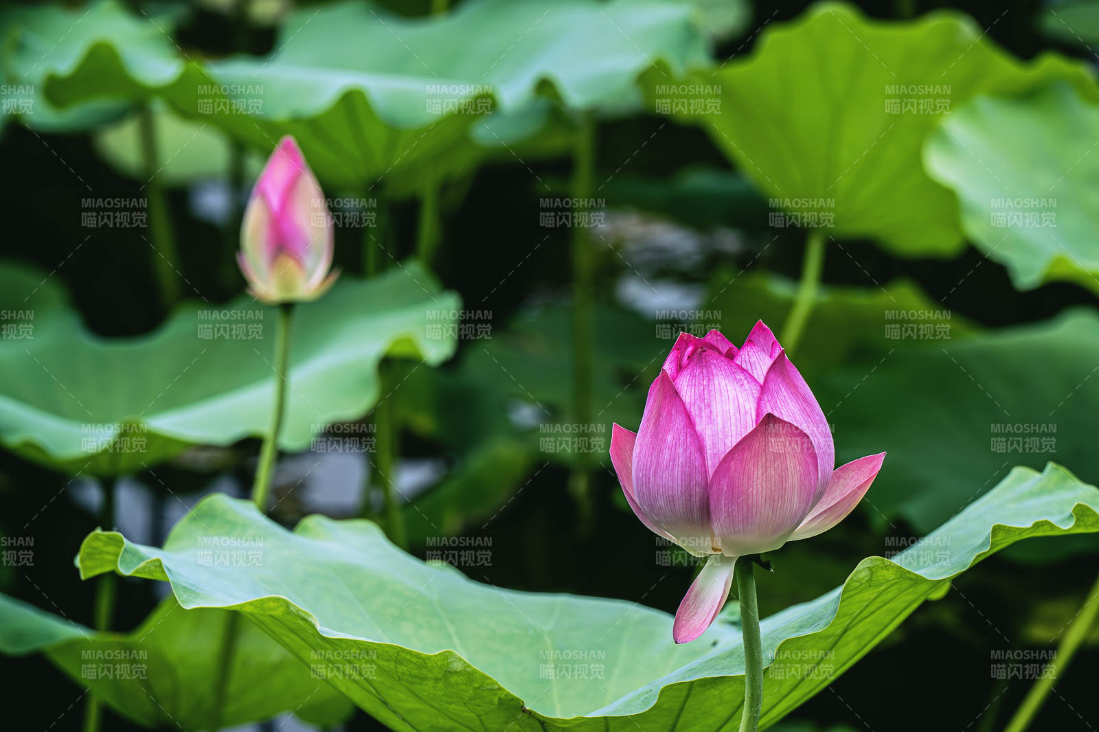 池塘中的莲花盛开图片