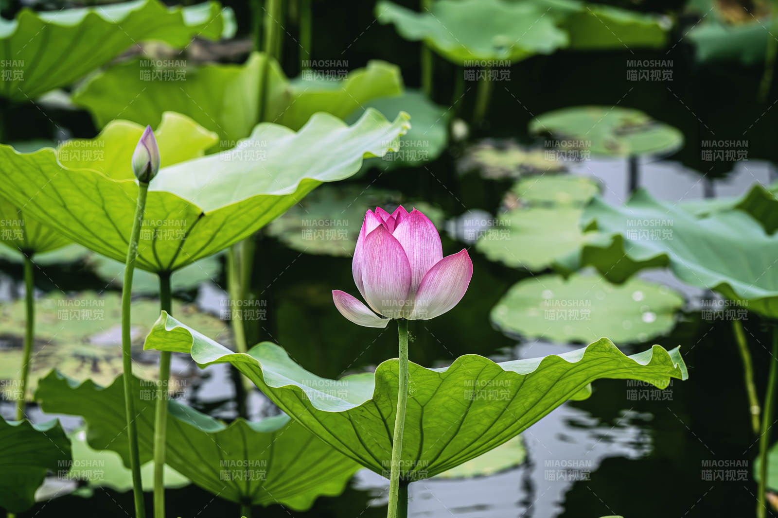 池塘中的莲花盛开图片