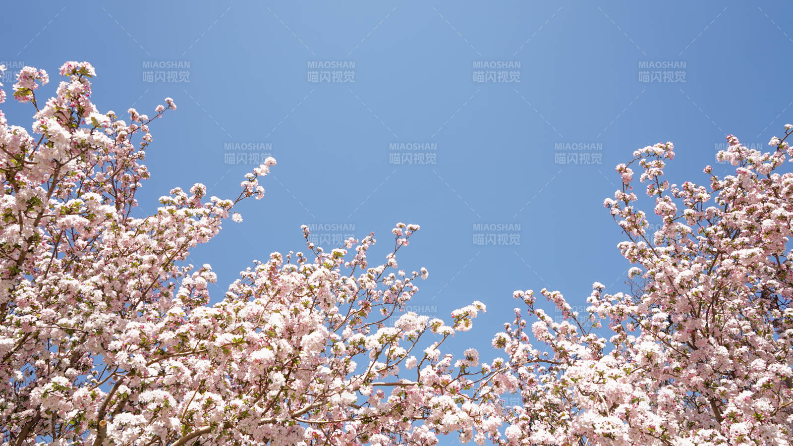 春日樱花绽放蓝天背景图片