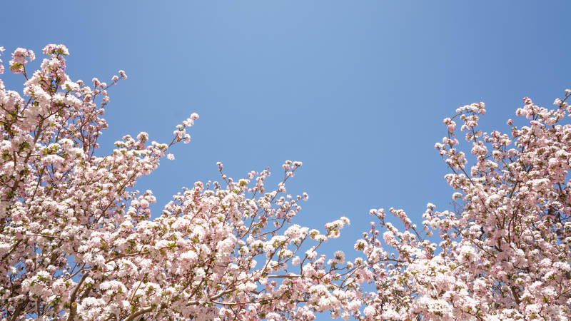 春日樱花绽放蓝天背景图片