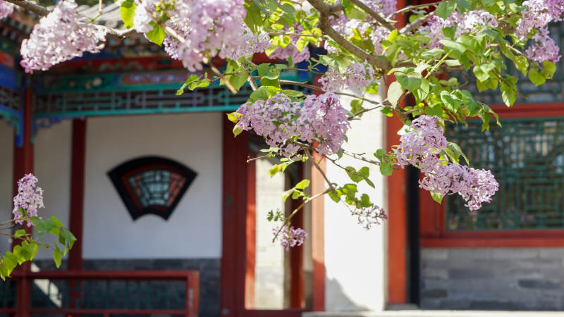 快雪堂丁香花开映古建筑图片