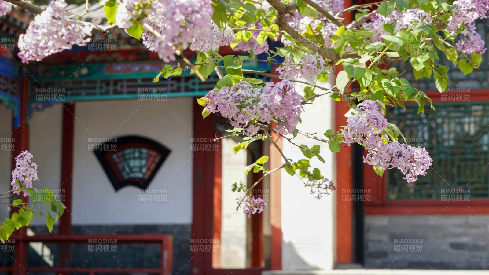 快雪堂丁香花开映古建筑图片