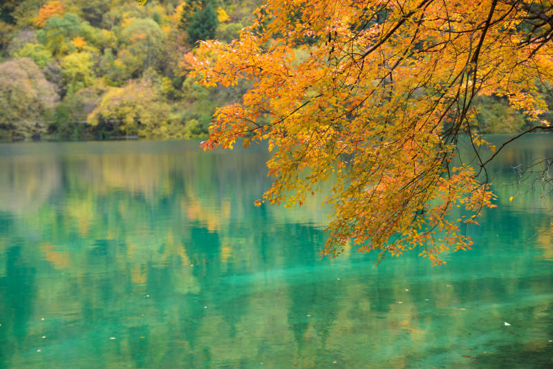九寨沟-秋色湖畔 金叶映水图片