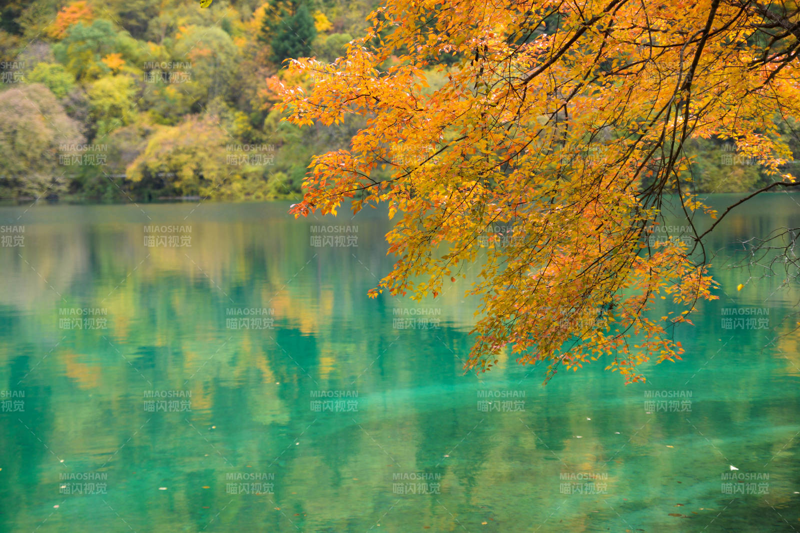 九寨沟-秋色湖畔 金叶映水图片