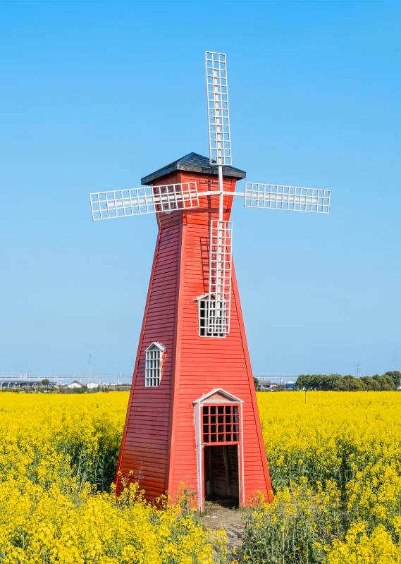 红色风车与油菜花田图片