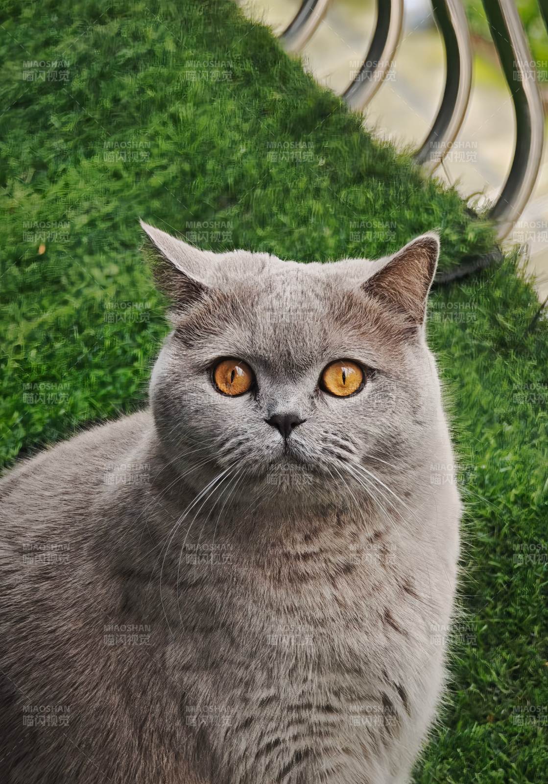 灰色猫咪的凝视图片