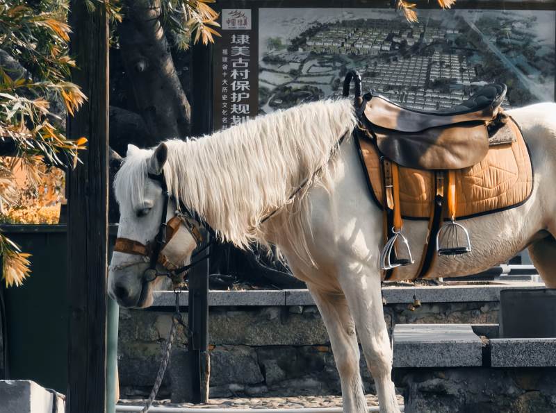 白鬃马旁 静候时光图片