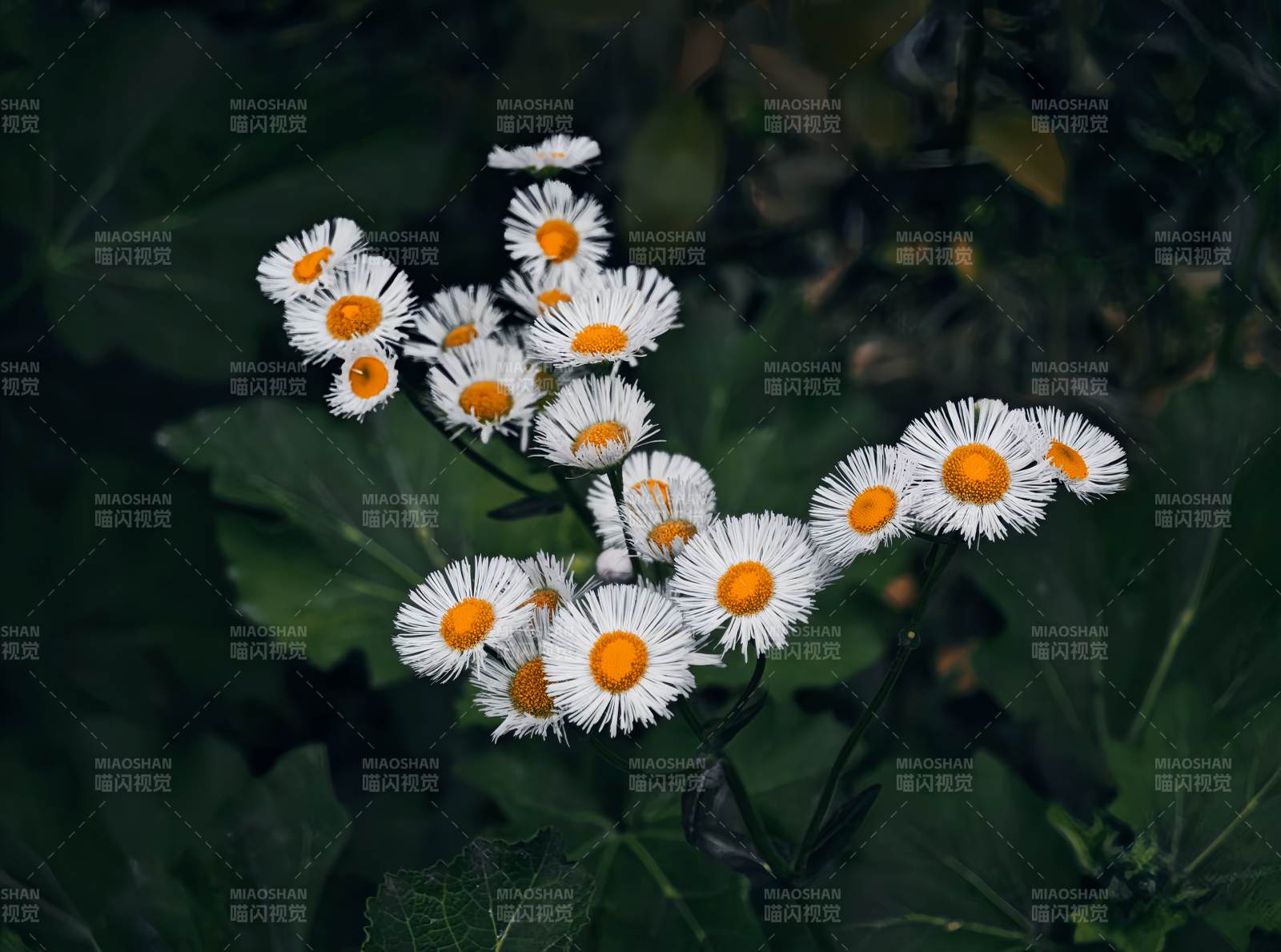 野菊绽放 清新自然图片