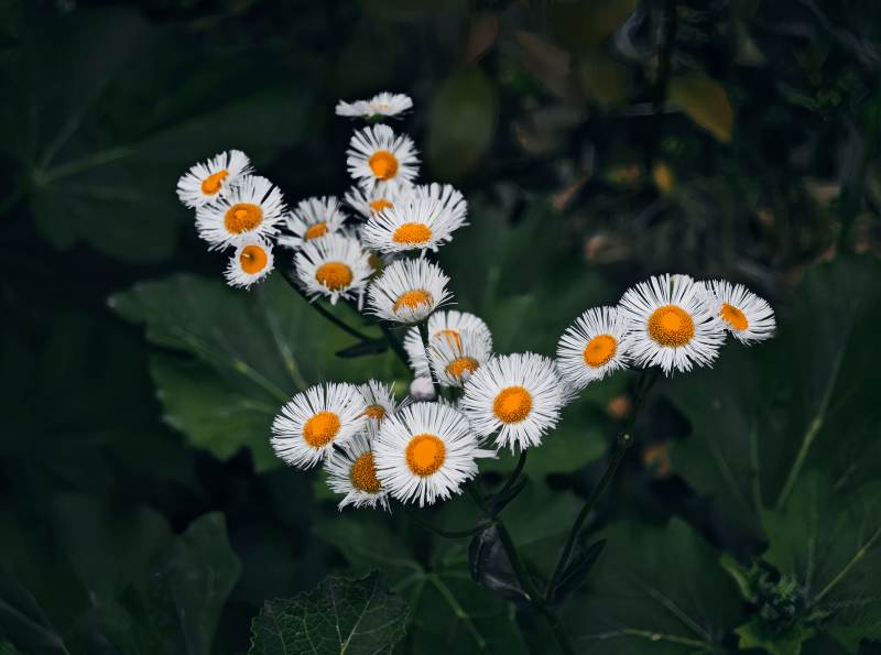 野菊绽放 清新自然图片