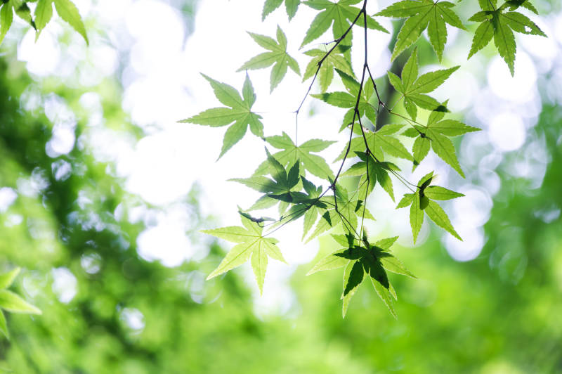 绿叶映阳光 生机盎然图片